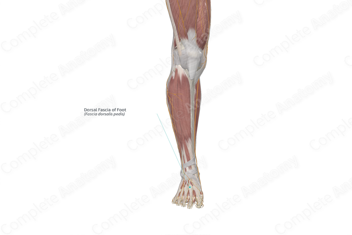 Dorsal Fascia of Foot 