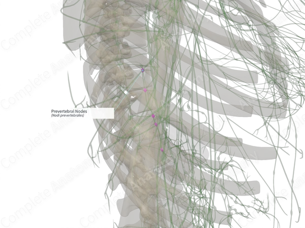 Prevertebral Nodes (Left)