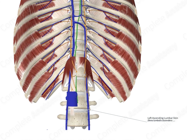 Left Ascending Lumbar Vein