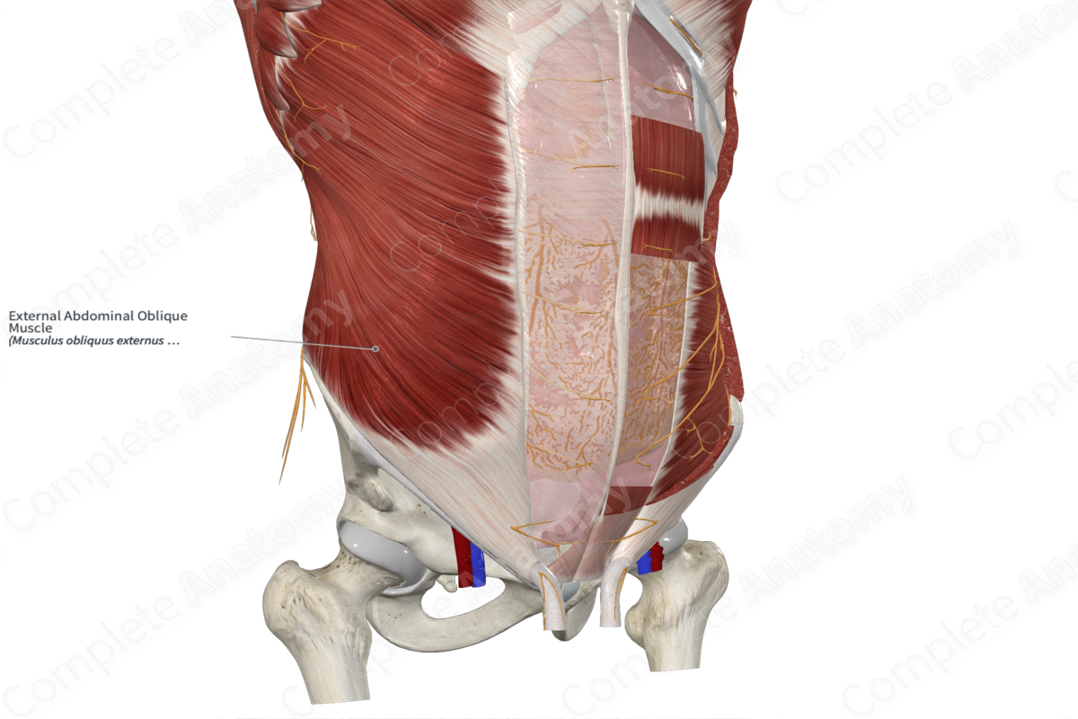 External Abdominal Oblique Muscle 