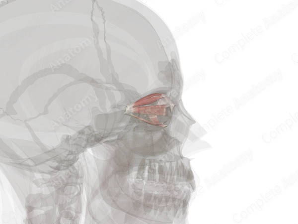 Extraocular Muscles (Left)