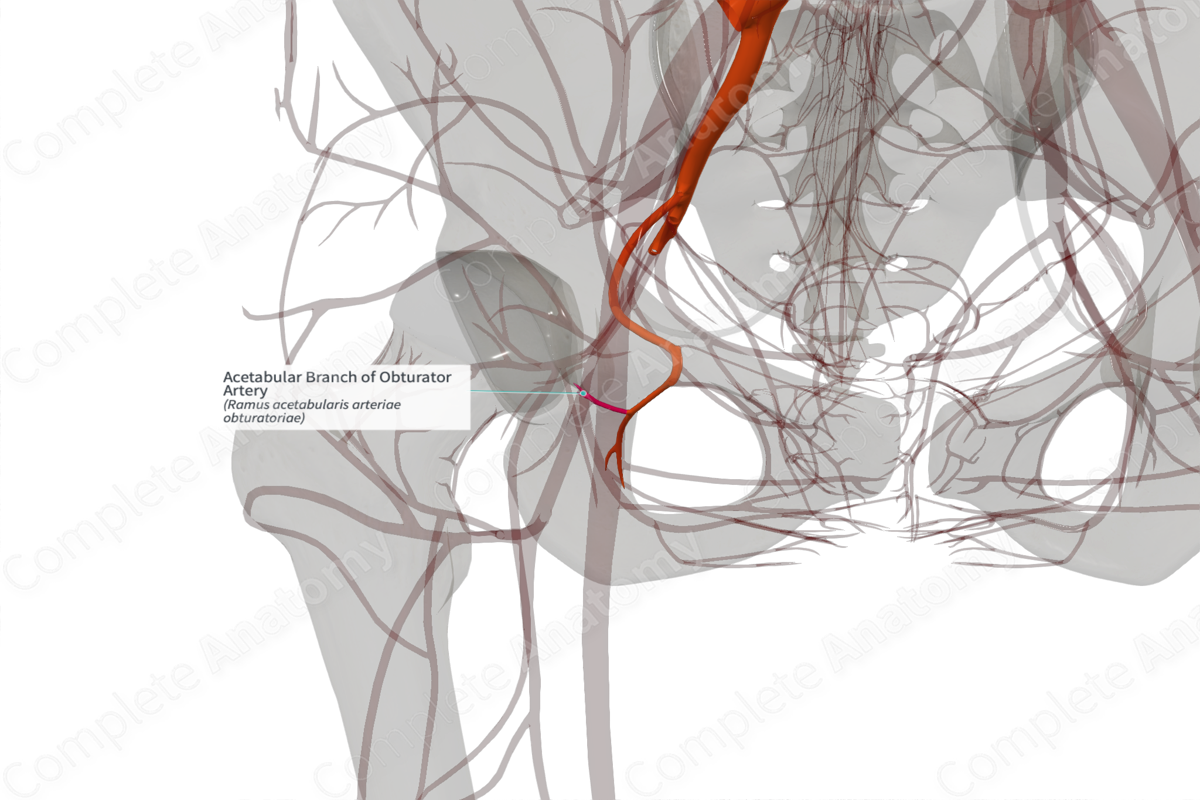 Acetabular Branch of Obturator Artery (Left)