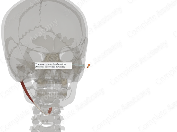 Transverse Muscle of Auricle (Right)