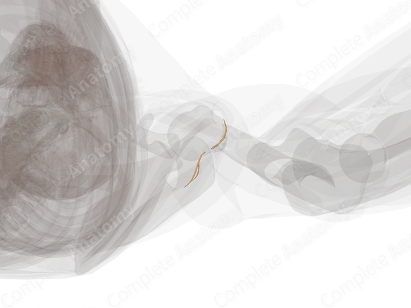 Nerves of Shoulder (Left)