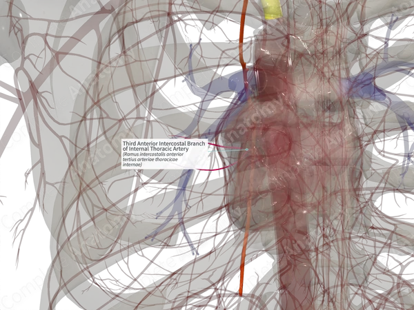 Third Anterior Intercostal Branch of Internal Thoracic Artery (Right)