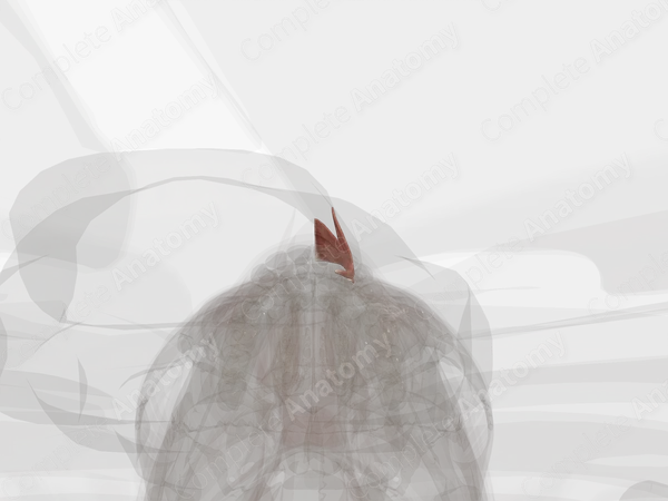 Nasalis Muscle (Left Half)