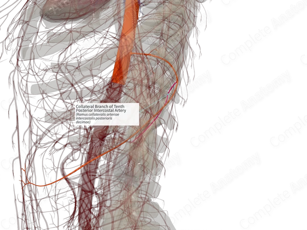 Collateral Branch of Tenth Posterior Intercostal Artery (Right)