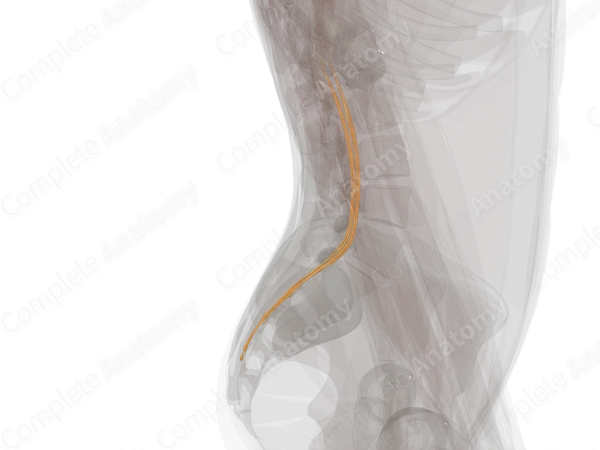 Sacral Spinal Roots & Ganglia (Left)