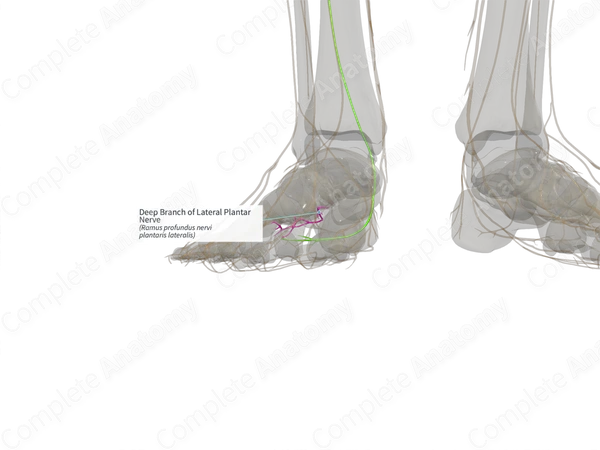 Deep Branch of Lateral Plantar Nerve (Left)