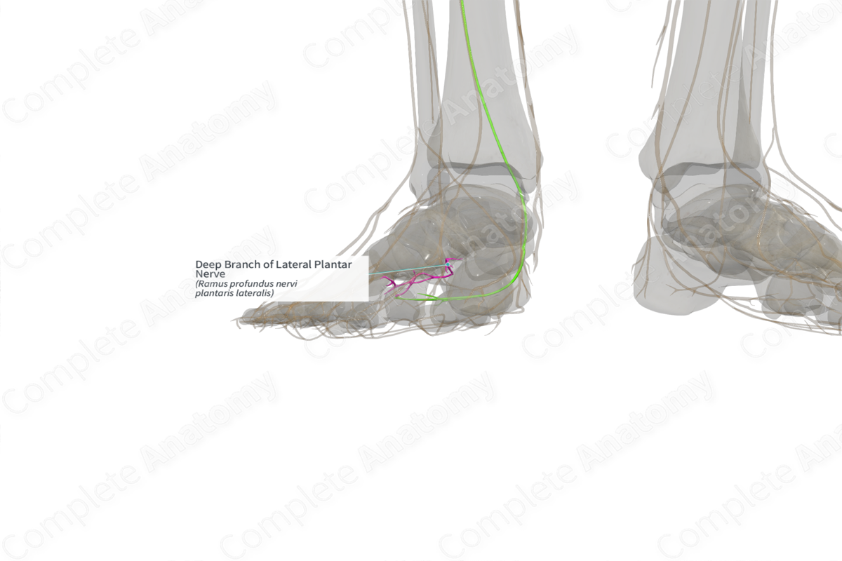 Deep Branch of Lateral Plantar Nerve (Left)