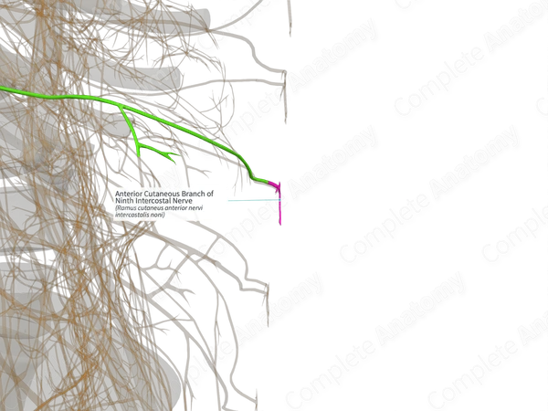 Anterior Cutaneous Branch of Ninth Intercostal Nerve (Right)
