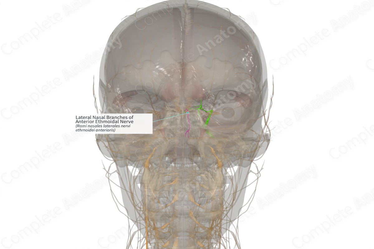 Lateral Nasal Branches of Anterior Ethmoidal Nerve (Right)