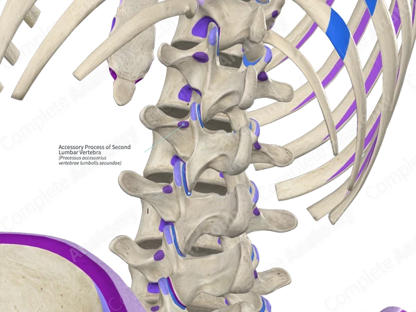 Accessory Process of Second Lumbar Vertebra (Right)