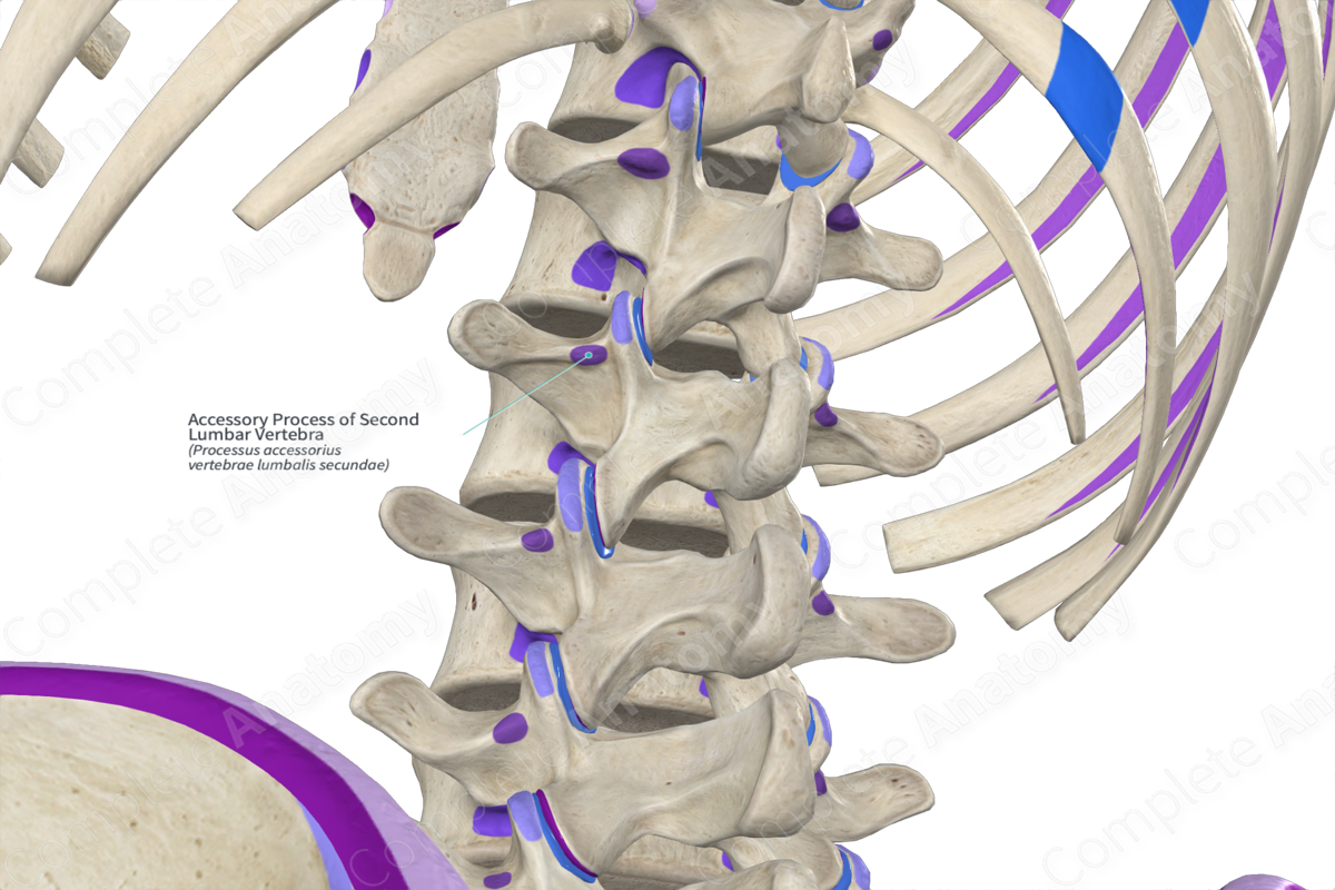 Accessory Process of Second Lumbar Vertebra (Right)