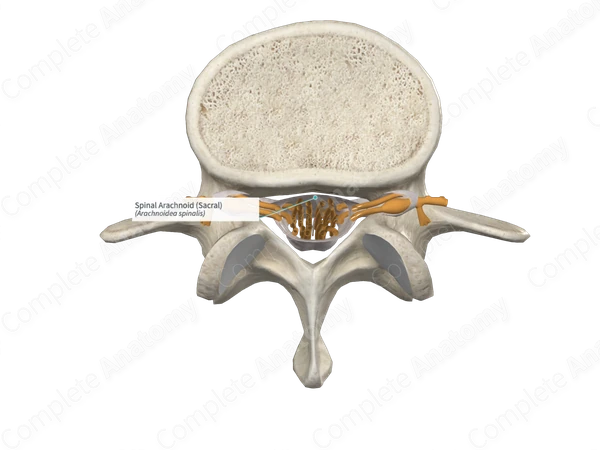 Spinal Arachnoid (Sacral)