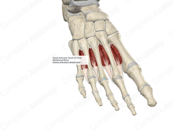 Distal Articular Facet of Third Metatarsal Bone 