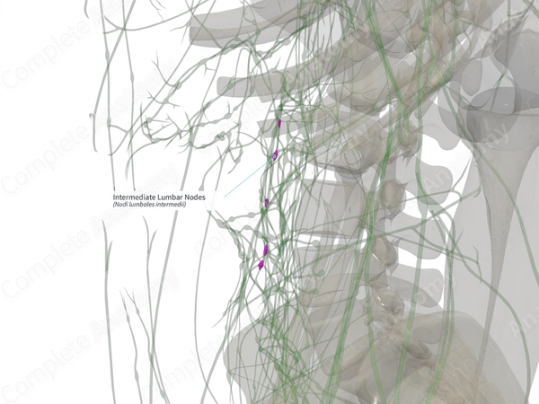 Intermediate Lumbar Nodes