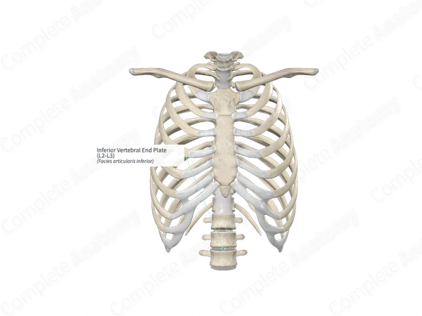 Inferior Vertebral End Plate (L2-L3)