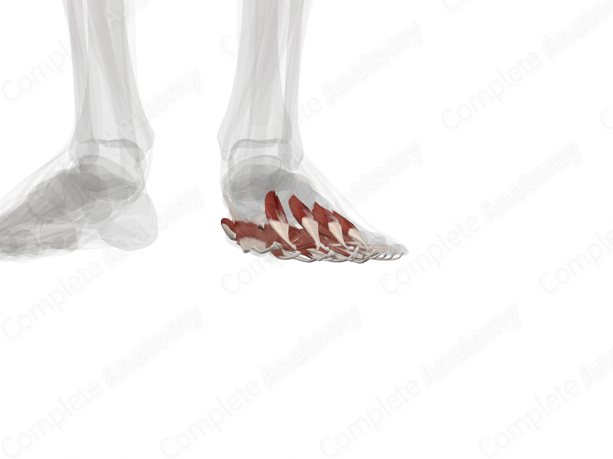 muscles-of-plantar-part-of-foot-left-complete-anatomy