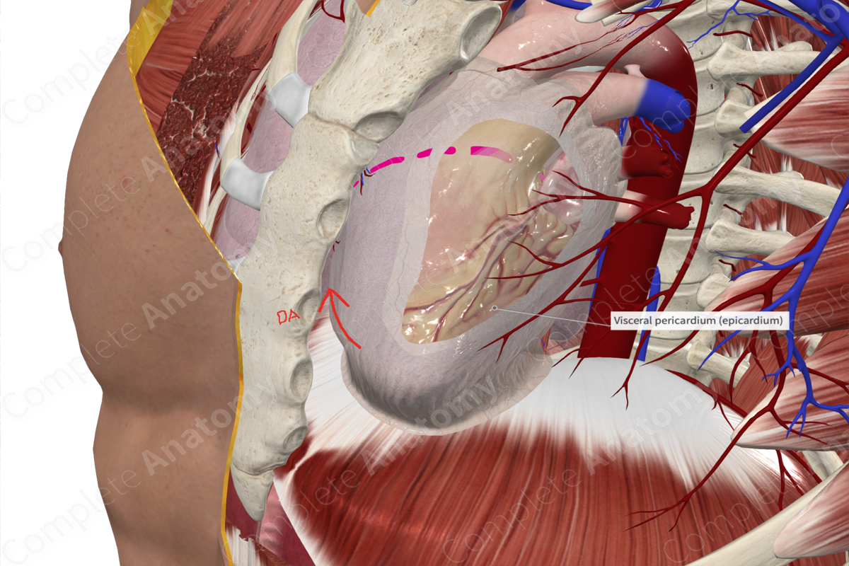 Visceral Layer of Serous Pericardium