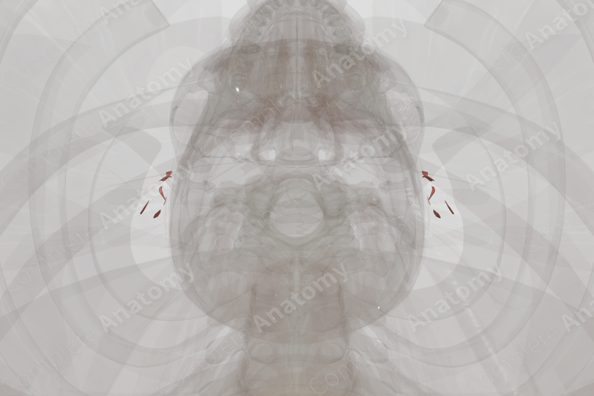 Intrinsic Auricular Muscles