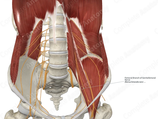 Femoral Branch of Genitofemoral Nerve 