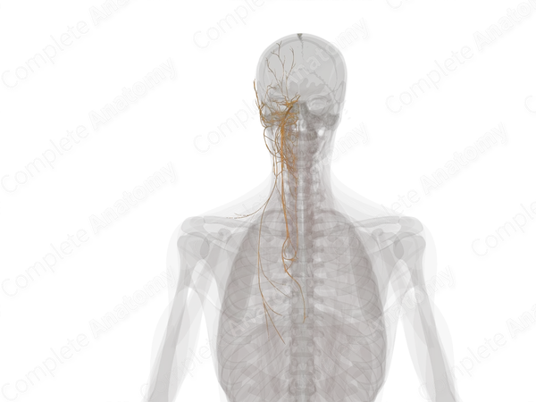 Cranial Nerves (Left)