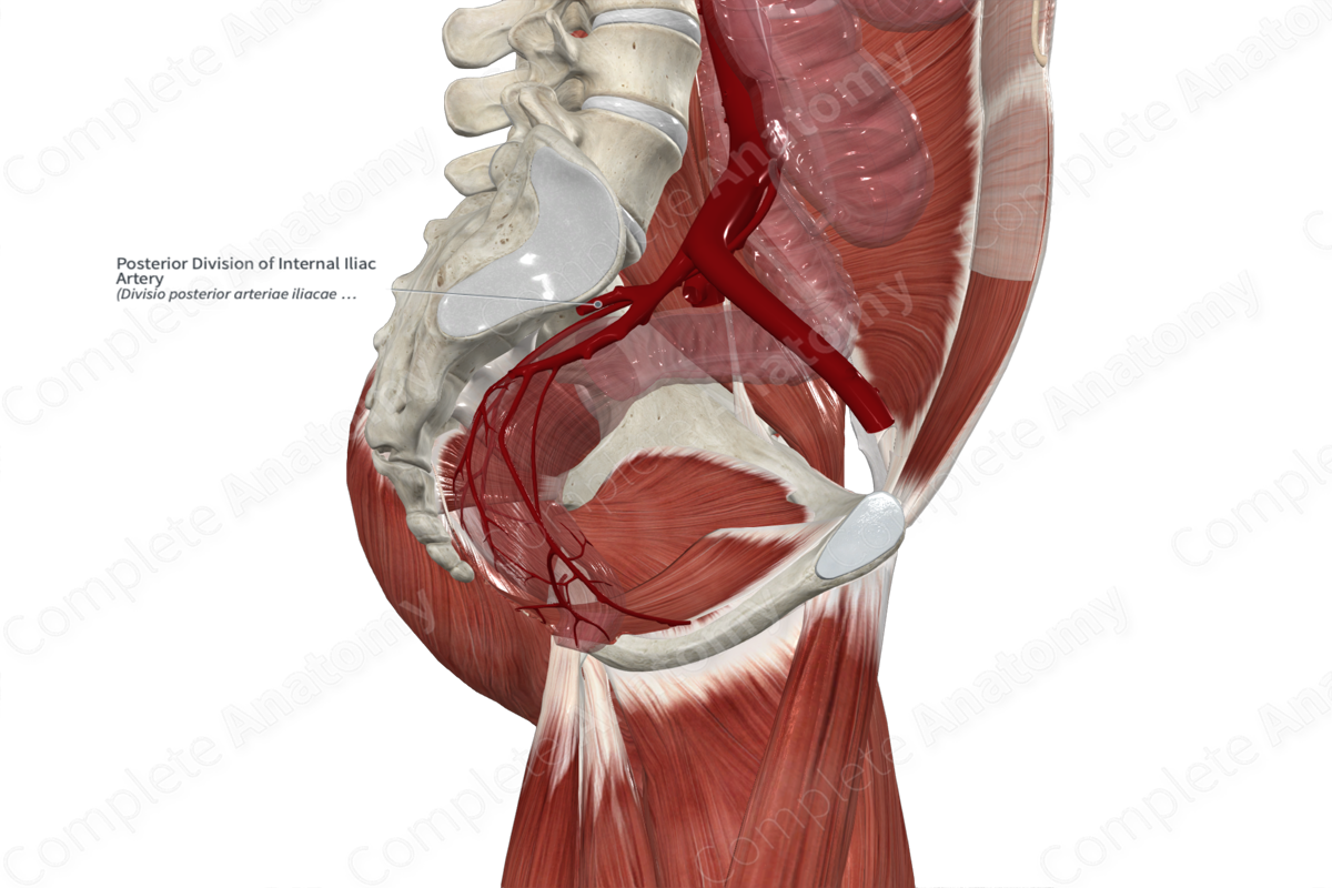 Posterior Division of Internal Iliac Artery 
