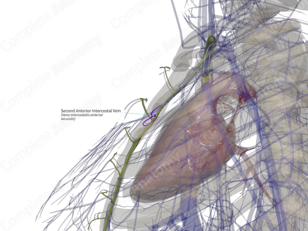 Second Anterior Intercostal Vein (Right)