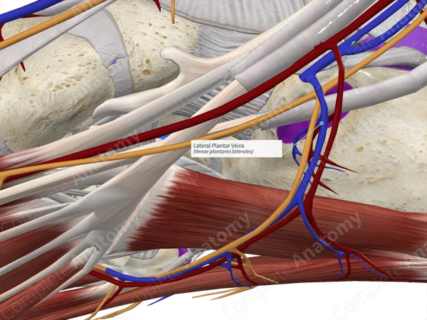 Lateral Plantar Veins