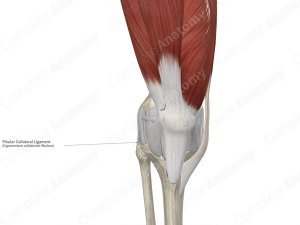 Fibular Collateral Ligament