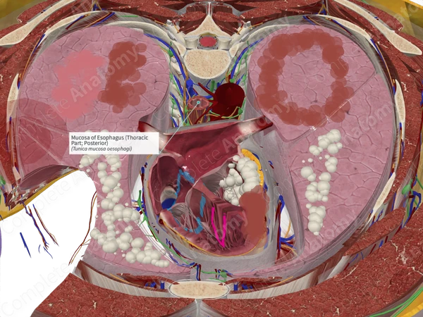 Mucosa of Esophagus (Thoracic Part; Posterior)