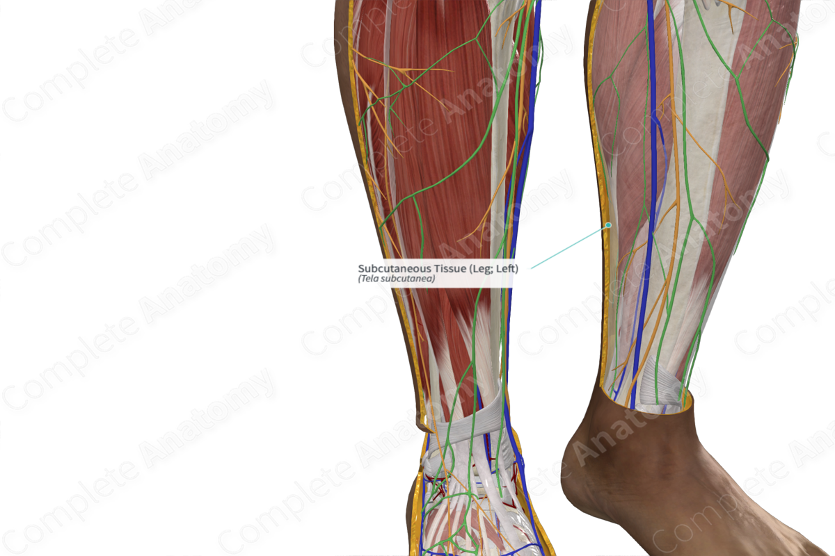 Subcutaneous Tissue (Leg; Left)