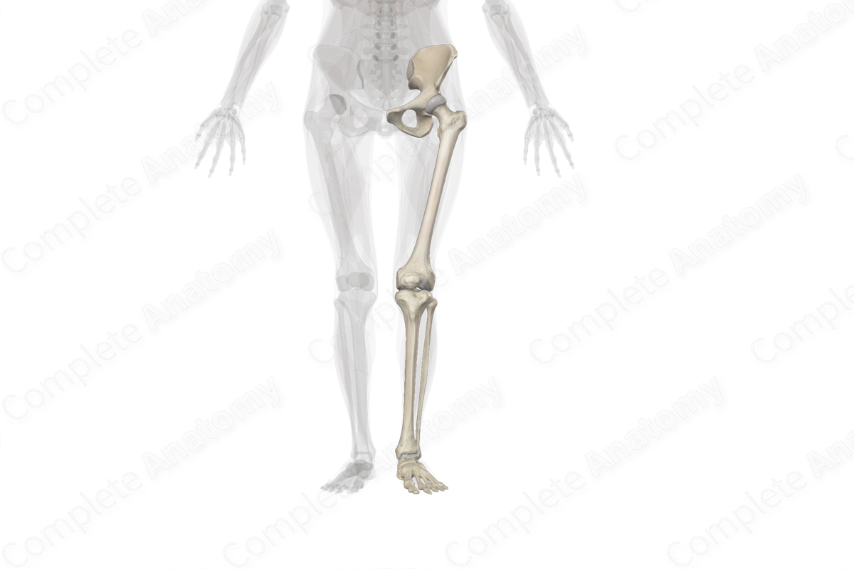 Bones of Lower Limb (Left)