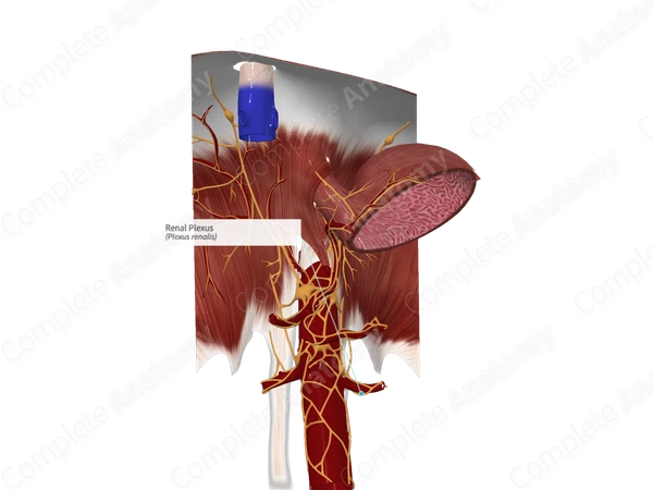 Renal Plexus