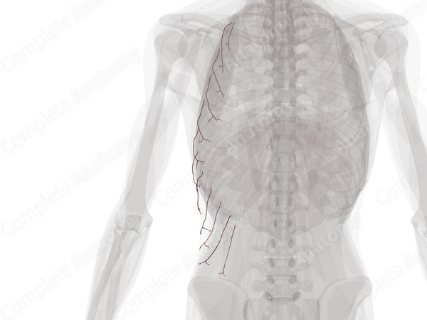 Lateral Cutaneous Branches of Posterior Intercostal Arteries (Left)