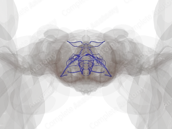 Veins of Urogenital System