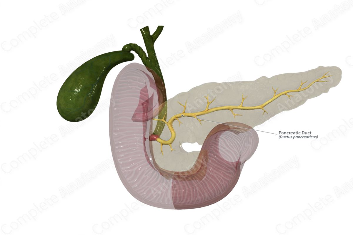 Complete Anatomy Biology Diagrams