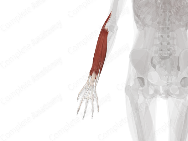 Posterior Compartment of Forearm (Left)
