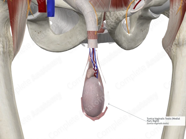 Tunica Vaginalis Testis (Medial Part; Right)