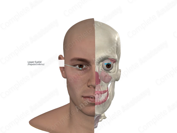 Lower Eyelid
