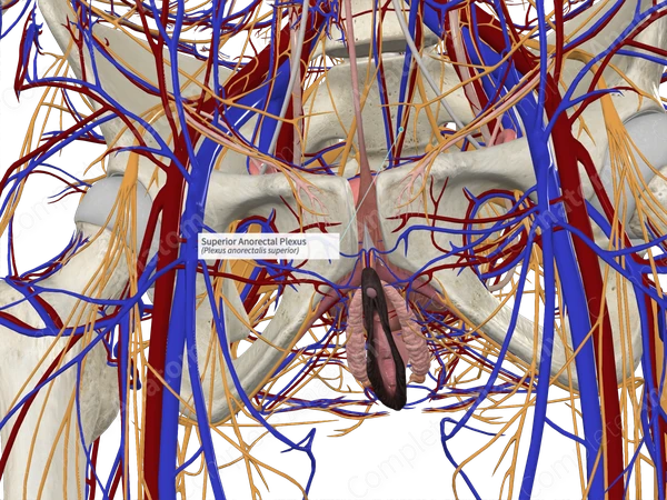Superior Anorectal Plexus