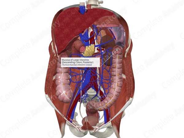 Mucosa of Large Intestine (Descending Colon; Posterior)