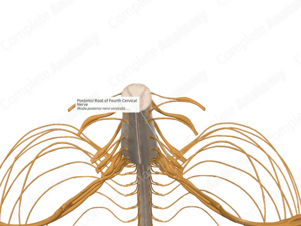 Posterior Root of Fourth Cervical Nerve