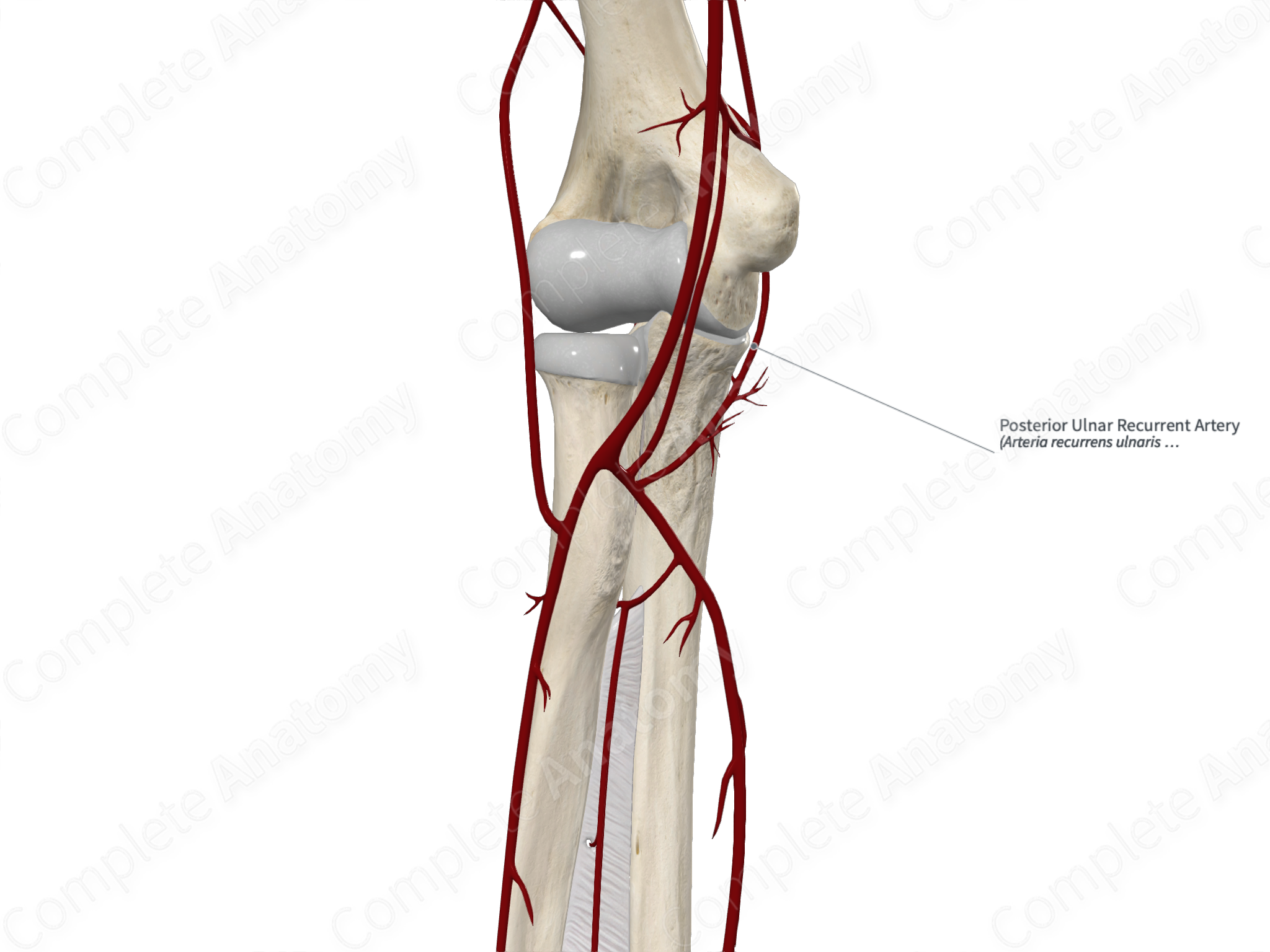 Posterior Ulnar Recurrent Artery | Complete Anatomy