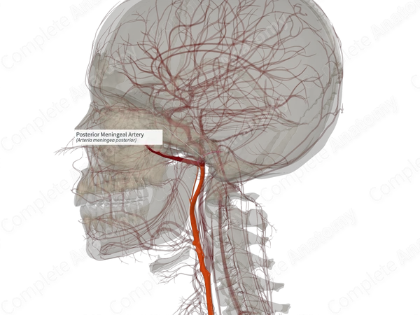 Posterior Meningeal Artery (Left)