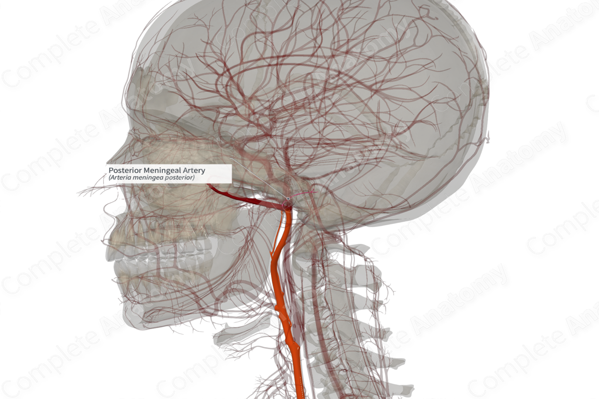 Posterior Meningeal Artery (Left)