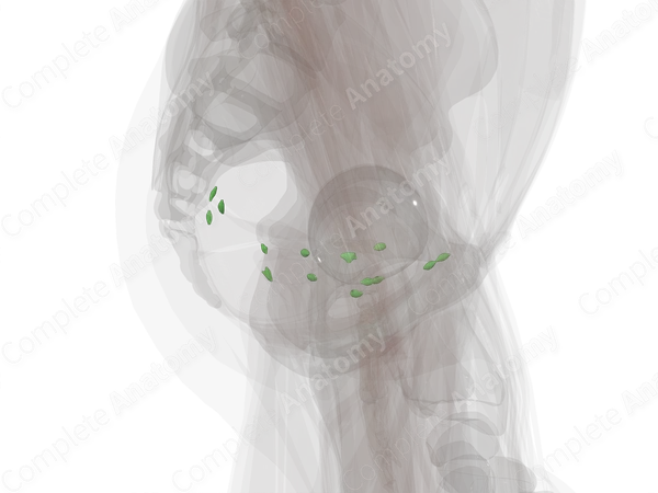 Visceral Pelvic Lymph Nodes