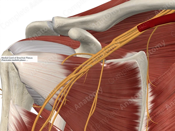 Medial Cord of Brachial Plexus 