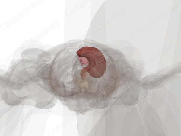 Upper Digestive Canal